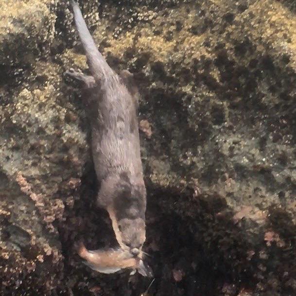 20046558_1423112534438116_5071664544623880857_n