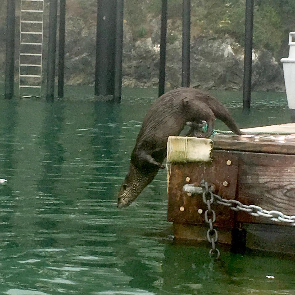 20258419_1433713443378025_4973017740528162101_n